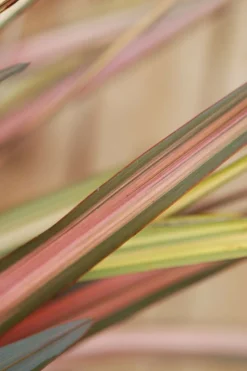 ROUÉ PÉPINIÈRES - Phormium 'sundowner' - en pot de 3 litres