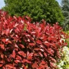 ROUÉ PÉPINIÈRES - Photinia 'carré rouge' - en conteneur