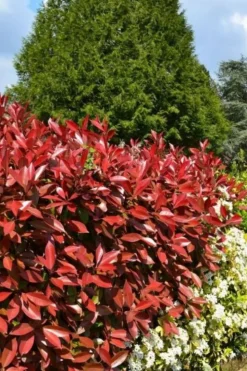ROUÉ PÉPINIÈRES - Photinia 'carré rouge' - en conteneur