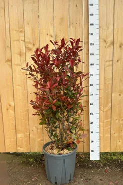 ROUÉ PÉPINIÈRES - Photinia 'carré rouge' - en conteneur