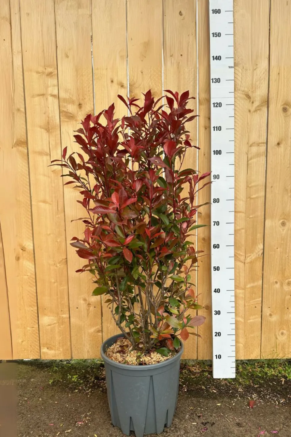 ROUÉ PÉPINIÈRES - Photinia 'carré rouge' - en conteneur