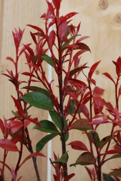ROUÉ PÉPINIÈRES - Photinia 'carré rouge' - en conteneur