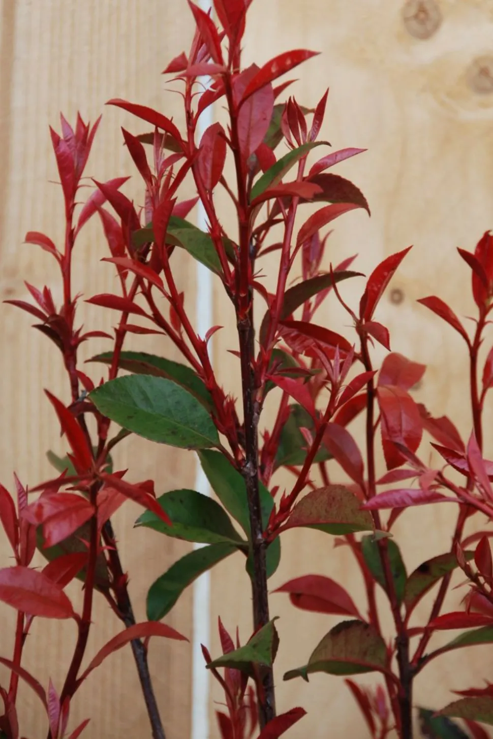 ROUÉ PÉPINIÈRES - Photinia 'carré rouge' - en conteneur