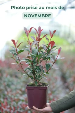 ROUÉ PÉPINIÈRES - Photinia 'carré rouge' - en conteneur