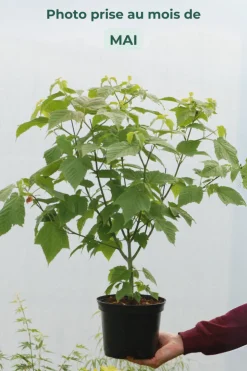 ROUÉ PÉPINIÈRES - Érable à peau de serpent - en pot de 3 litres