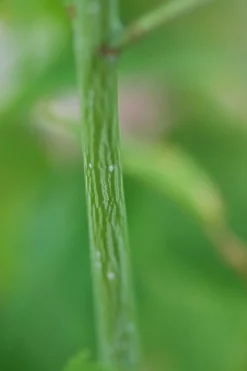 ROUÉ PÉPINIÈRES - Érable à peau de serpent - en pot de 3 litres