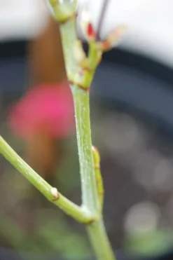ROUÉ PÉPINIÈRES - Érable à peau de serpent - en pot de 3 litres