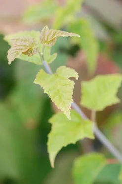 ROUÉ PÉPINIÈRES - Érable à peau de serpent - en pot de 3 litres