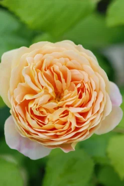 ROUÉ PÉPINIÈRES - Rosier 'golden celebration' ? - en pot de 5 litres