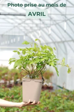 ROUÉ PÉPINIÈRES - Rosier 'golden celebration' ? - en pot de 5 litres