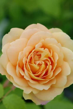 ROUÉ PÉPINIÈRES - Rosier 'golden celebration' ? - en pot de 5 litres