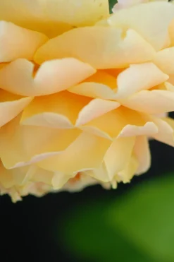 ROUÉ PÉPINIÈRES - Rosier 'golden celebration' ? - en pot de 5 litres