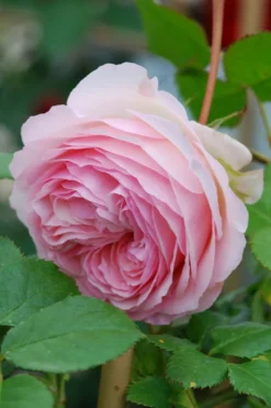 ROUÉ PÉPINIÈRES - Rosier grimpant 'pierre de ronsard' ? - en pot de 5 litres