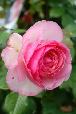 ROUÉ PÉPINIÈRES - Rosier grimpant 'pierre de ronsard' ? - en pot de 5 litres