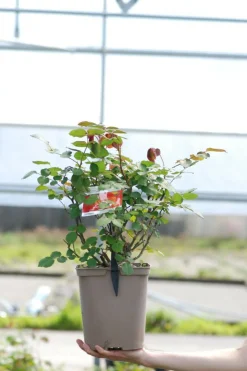 ROUÉ PÉPINIÈRES - Rosier 'henryane de chaponay' ? - en pot de 5 litres