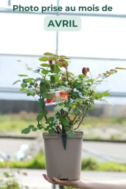 ROUÉ PÉPINIÈRES - Rosier 'henryane de chaponay' ? - en pot de 5 litres