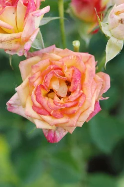 ROUÉ PÉPINIÈRES - Rosier kordès ? 'little sunset ?' - en pot de 2 litres