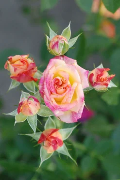 ROUÉ PÉPINIÈRES - Rosier kordès ? 'little sunset ?' - en pot de 2 litres