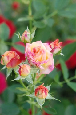 ROUÉ PÉPINIÈRES - Rosier kordès ? 'little sunset ?' - en pot de 2 litres