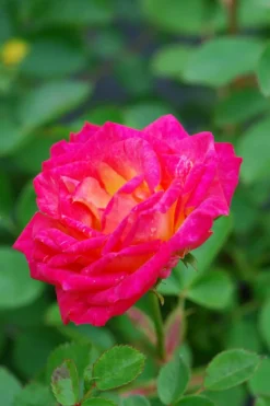 ROUÉ PÉPINIÈRES - Rosier kordès ? 'little sunset ?' - en pot de 2 litres