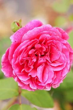 ROUÉ PÉPINIÈRES - Rosier 'line renaud ?' - en pot de 5 litres