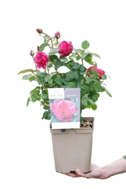 ROUÉ PÉPINIÈRES - Rosier 'line renaud ?' - en pot de 5 litres