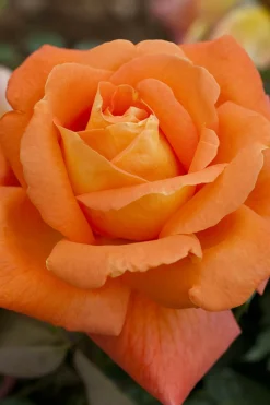 ROUÉ PÉPINIÈRES - Rosier meilland 'louis de funes' meilland tige - en pot de 10 litres