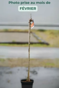 ROUÉ PÉPINIÈRES - Rosier meilland 'louis de funes' meilland tige - en pot de 10 litres