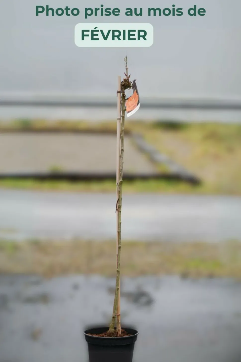 ROUÉ PÉPINIÈRES - Rosier meilland 'louis de funes' meilland tige - en pot de 10 litres