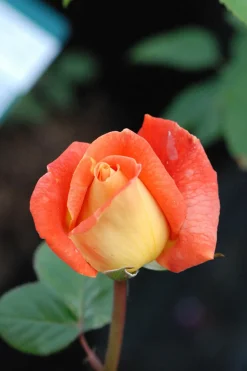 ROUÉ PÉPINIÈRES - Rosier meilland 'louis de funes' meilland tige - en pot de 10 litres