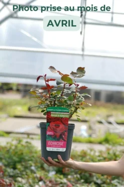 ROUÉ PÉPINIÈRES - Rosier noémie de rothschild ?' - en pot de 4 litres