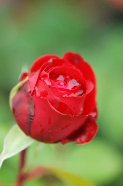 ROUÉ PÉPINIÈRES - Rosier noémie de rothschild ?' - en pot de 4 litres