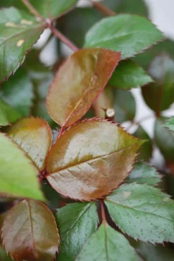 ROUÉ PÉPINIÈRES - Rosier noémie de rothschild ?' - en pot de 4 litres
