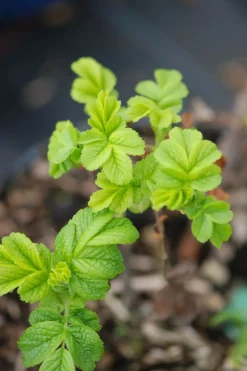 ROUÉ PÉPINIÈRES - Rosier rugueux 'angelia ? Pink' - en pot de 3 litres