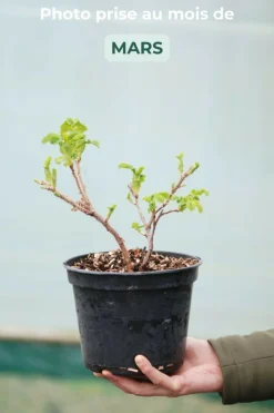 ROUÉ PÉPINIÈRES - Rosier rugueux 'angelia ? Pink' - en pot de 3 litres