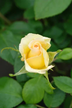 ROUÉ PÉPINIÈRES - Rosier 'sweet eureka' ? - en pot de 5 litres