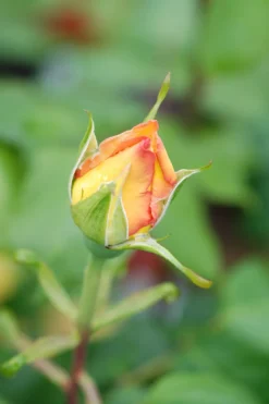 ROUÉ PÉPINIÈRES - Rosier 'sweet eureka' ? - en pot de 5 litres