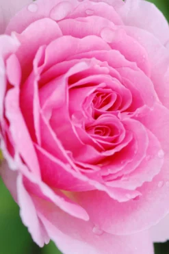 ROUÉ PÉPINIÈRES - Rosier 'the ancient mariner' ? - en pot de 5 litres