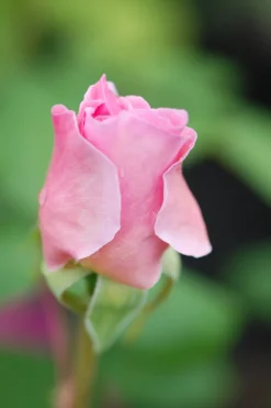 ROUÉ PÉPINIÈRES - Rosier 'the ancient mariner' ? - en pot de 5 litres