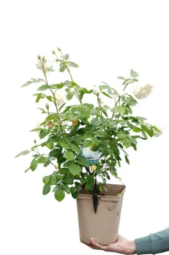 ROUÉ PÉPINIÈRES - Rosier 'tranquillity' ? - en pot de 5 litres