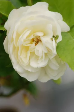 ROUÉ PÉPINIÈRES - Rosier 'tranquillity' ? - en pot de 5 litres