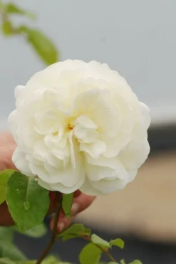 ROUÉ PÉPINIÈRES - Rosier 'tranquillity' ? - en pot de 5 litres