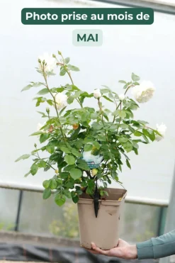 ROUÉ PÉPINIÈRES - Rosier 'tranquillity' ? - en pot de 5 litres