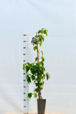 ROUÉ PÉPINIÈRES - Schizophragma hydrangeoides snow sensation' - en pot de 3 litres