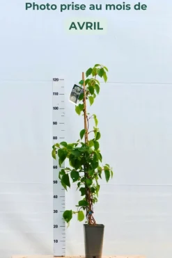 ROUÉ PÉPINIÈRES - Schizophragma hydrangeoides snow sensation' - en pot de 3 litres