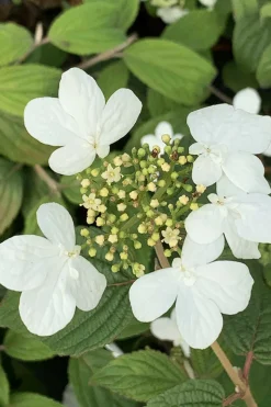 ROUÉ PÉPINIÈRES - Viorne de chine 'watanabe' - en pot de 3 litres