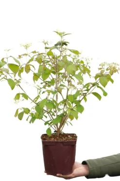 ROUÉ PÉPINIÈRES - Viorne de chine 'watanabe' - en pot de 3 litres