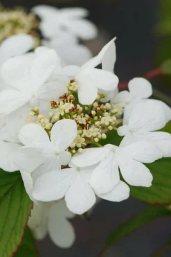 ROUÉ PÉPINIÈRES - Viorne de chine 'watanabe' - en pot de 3 litres
