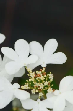 ROUÉ PÉPINIÈRES - Viorne de chine 'watanabe' - en pot de 3 litres