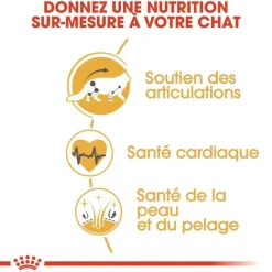 ROYAL CANIN - Croquettes chat Maine Coon Adulte à partir de 15 mois 4kg